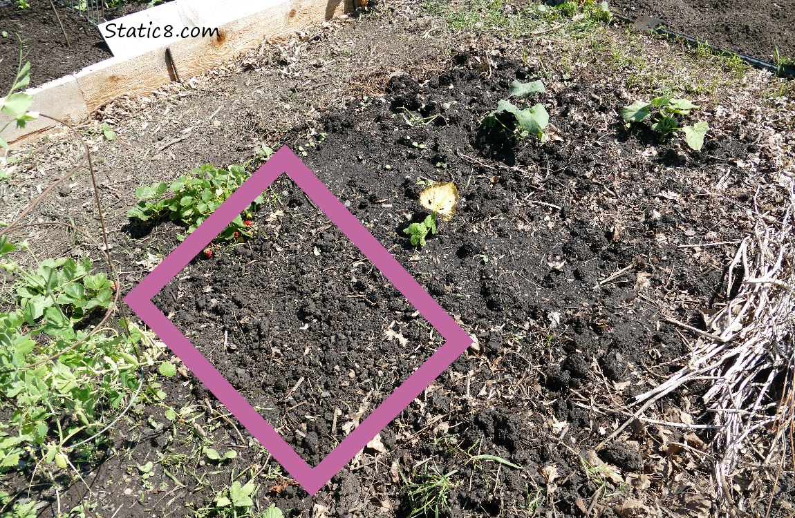 Garden plot with a purple square indicating where seeds are planted!