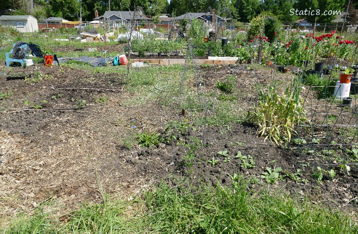 Garden Plot