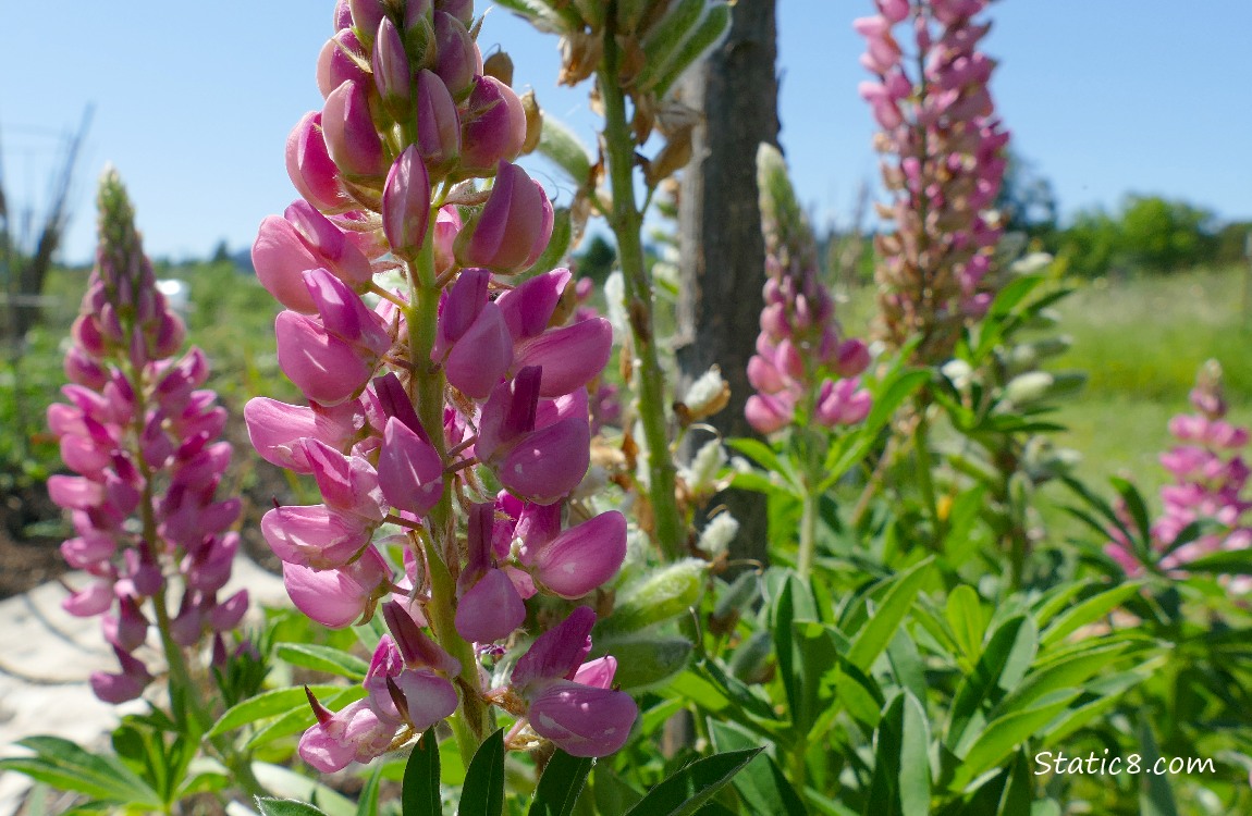 Pink Lupine blooms