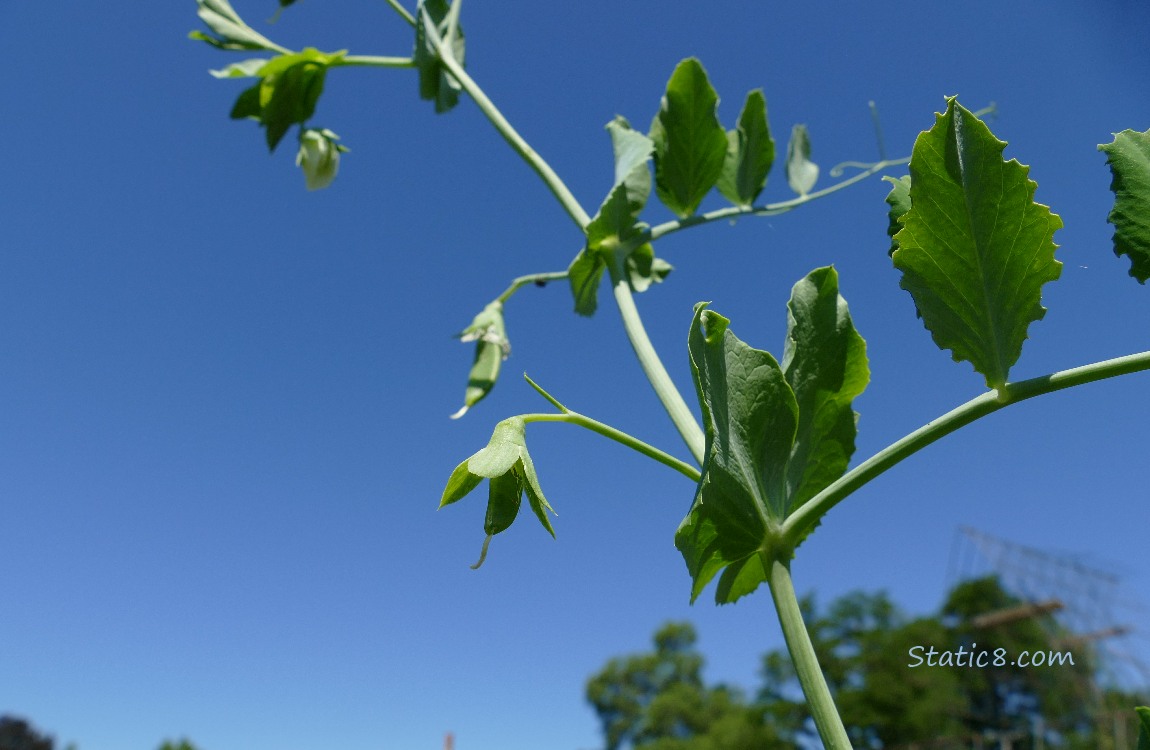 Snap peas on the plant with blue sky