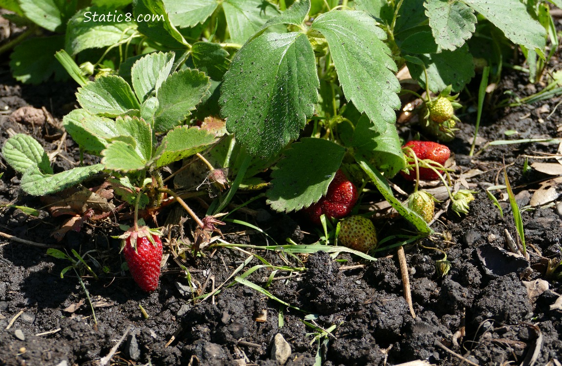 Strawberry plants with fruit