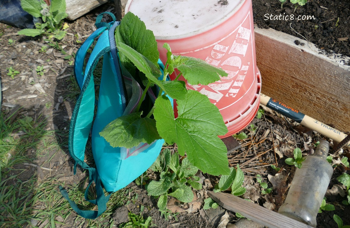 Backpack on the ground with green leaves coming out the top