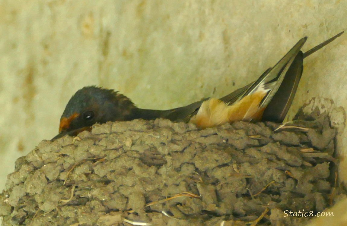 Barn Swallow sitting in the nest