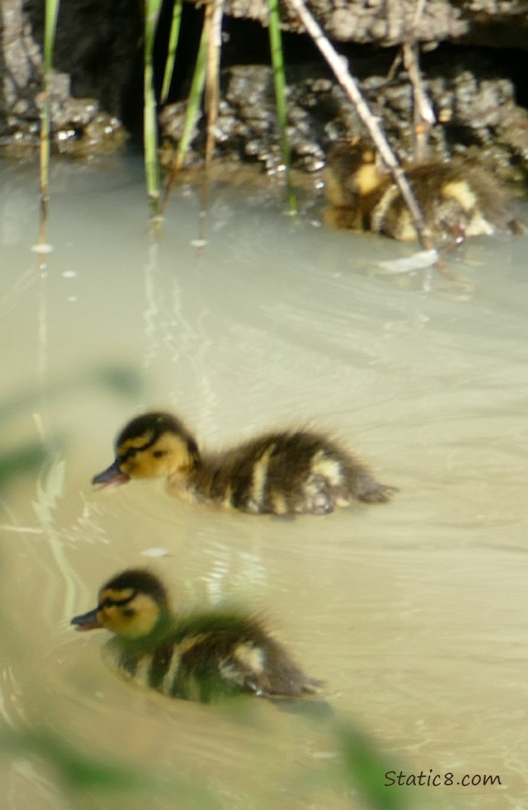 Ducklings paddling on the water