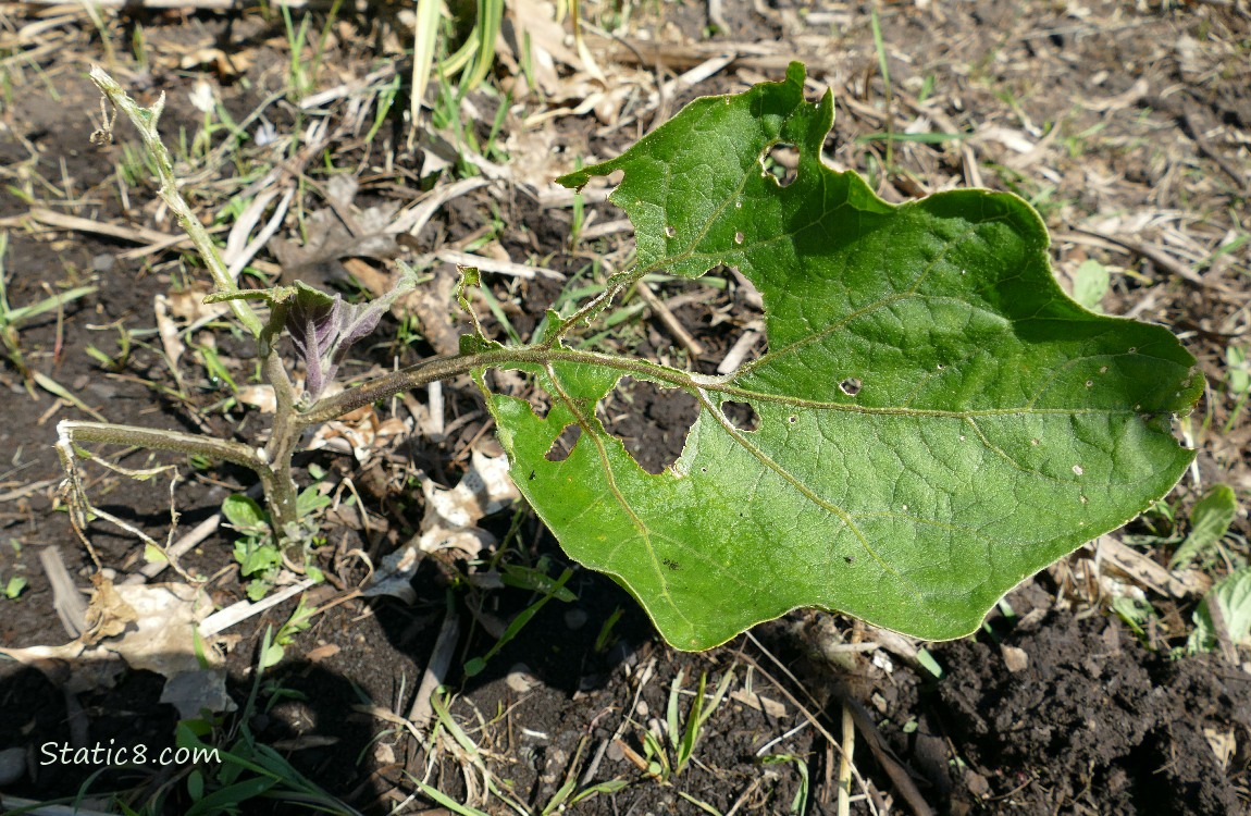 Eggplant with a pathetic leaf