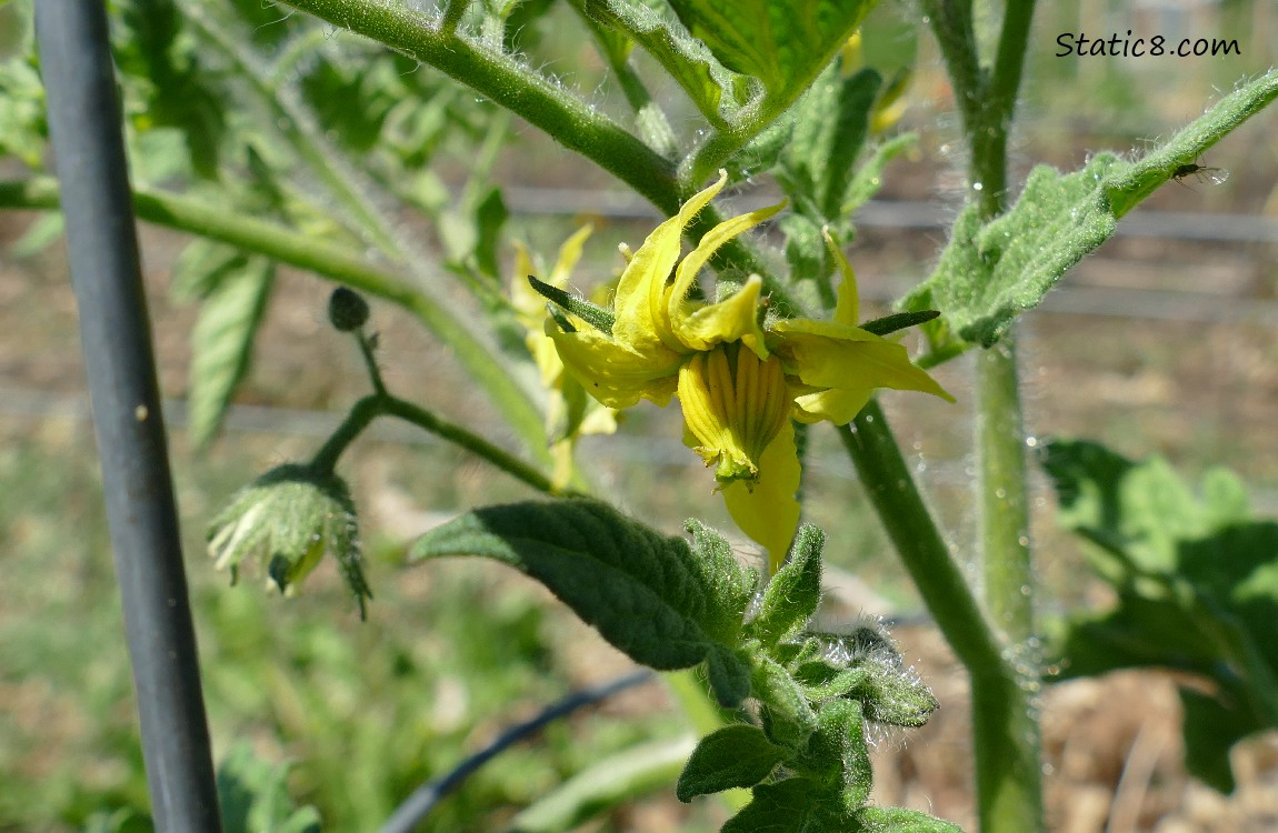 Tomato bloom on the plant