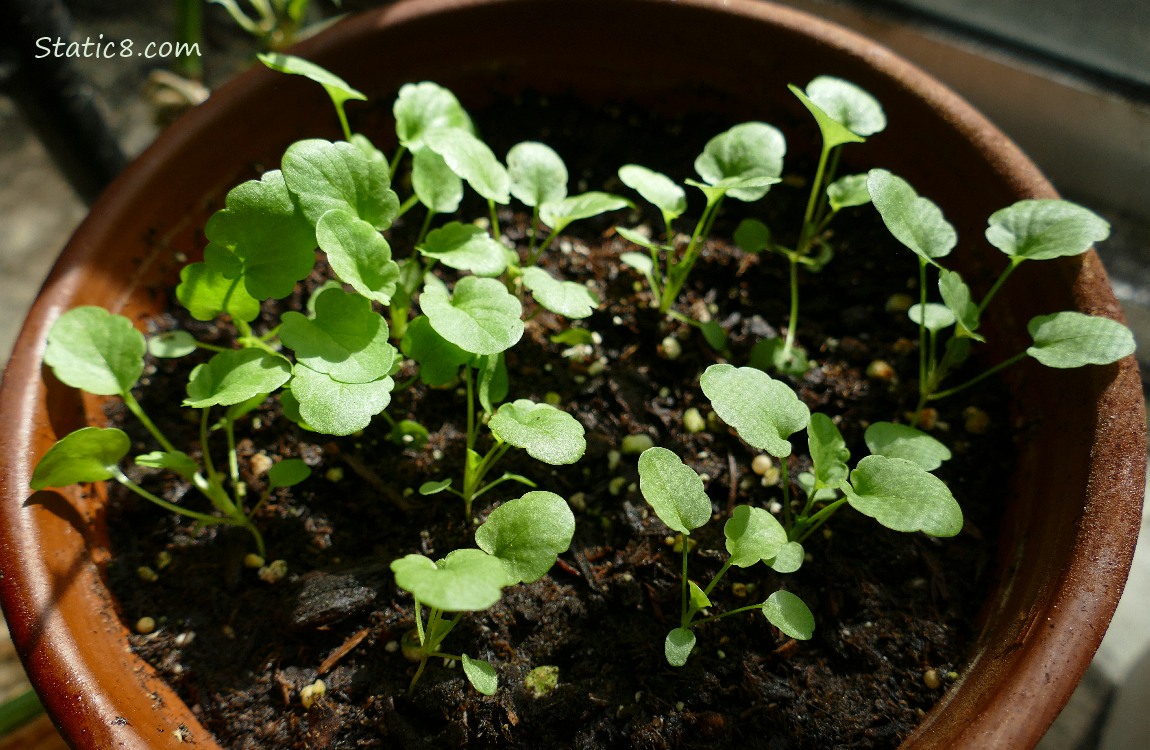 small Pansy plants growing in a clay pot