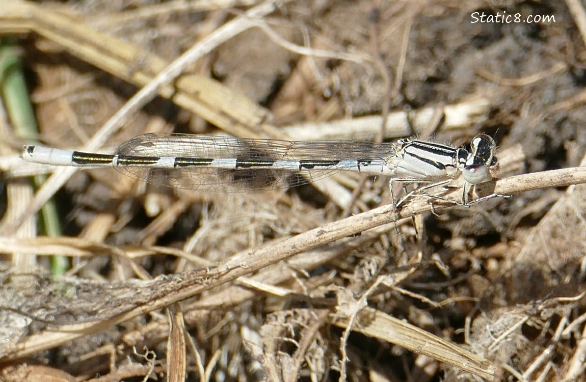 Damselfly standing on a stick on the ground