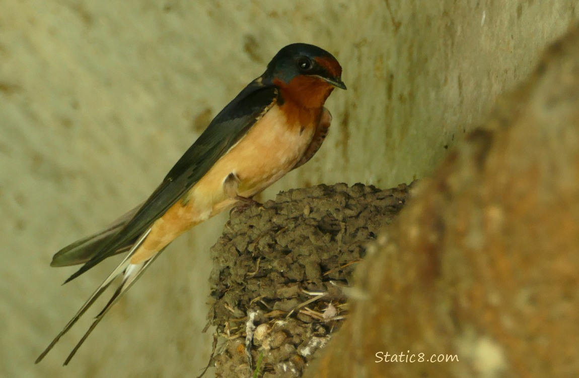 Barn Swallow standing on the edge of the nest