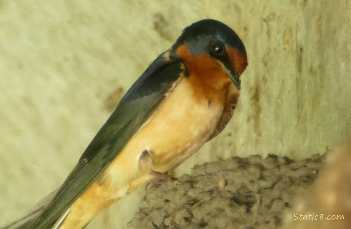 Barn Swallow standing on the edge of the nest