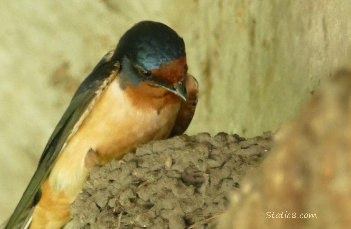 Barn Swallow standing on the edge of the nest, looking into the nest