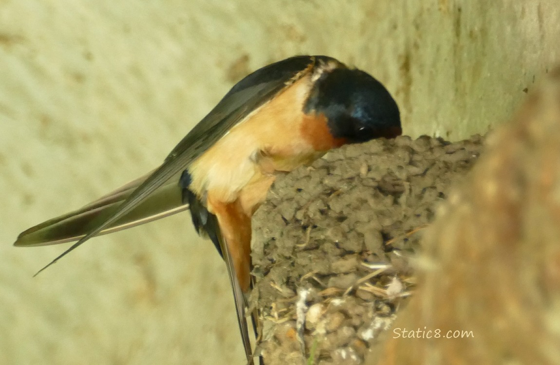 Barn Swallow standing on the edge of the nest, poking her head into the nest