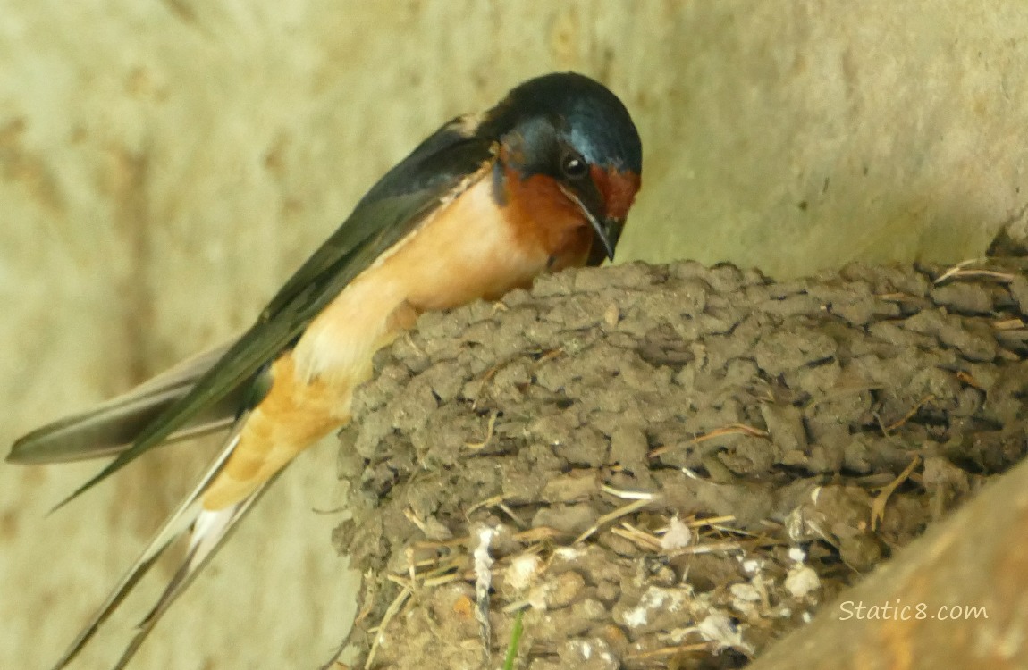 Barn Swallow standing on the edge of the nest, looking down