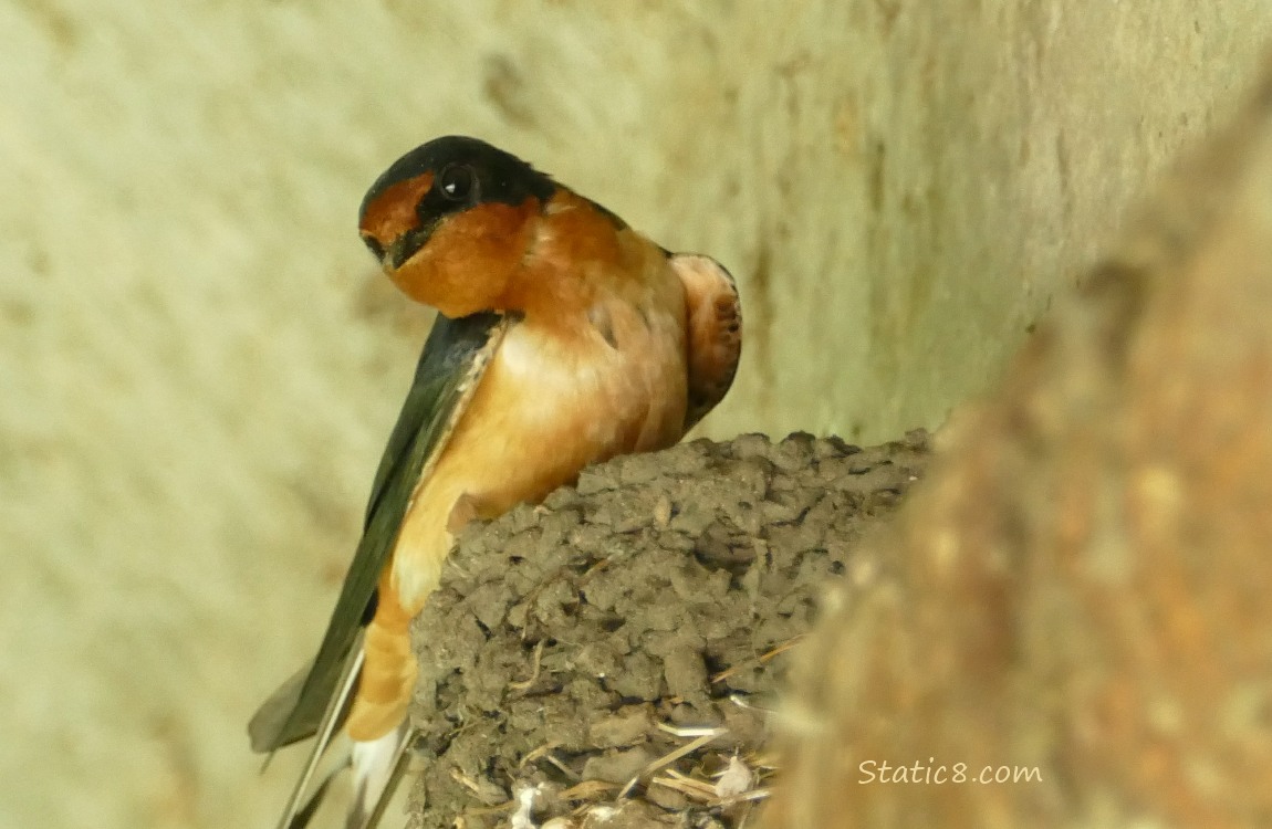 Barn Swallow standing on the edge of the nest