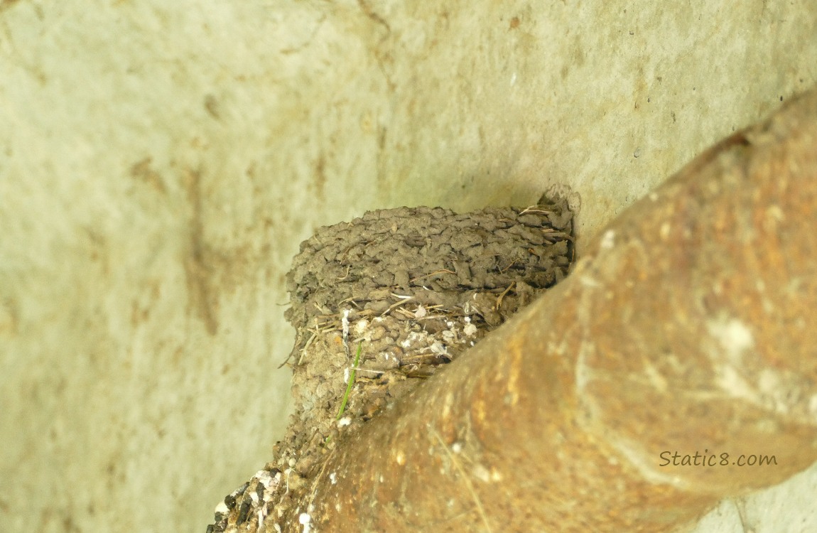 Barn Swallow nest