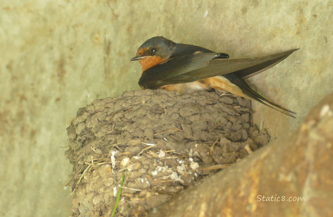 Barn Swallow standing on the edge of the nest