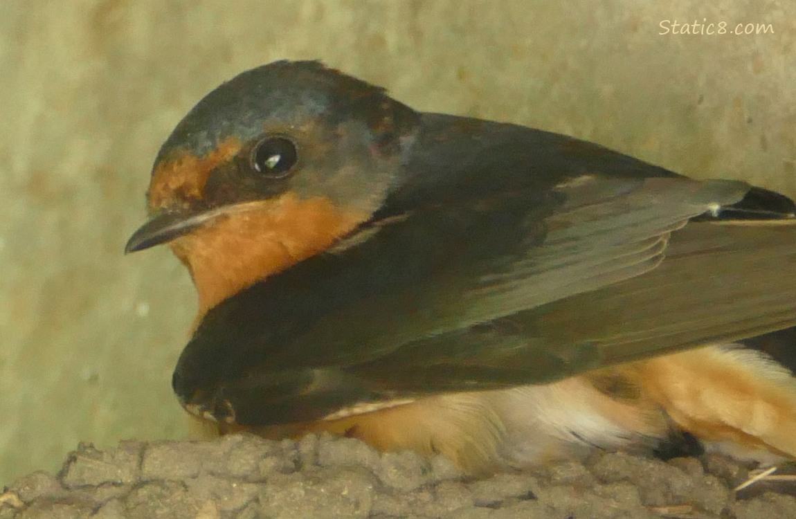 Barn Swallow standing on the edge of the nest