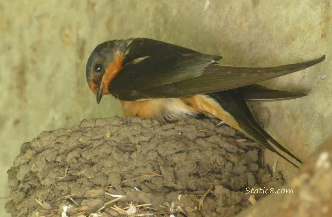 Barn Swallow standing on the edge of the nest