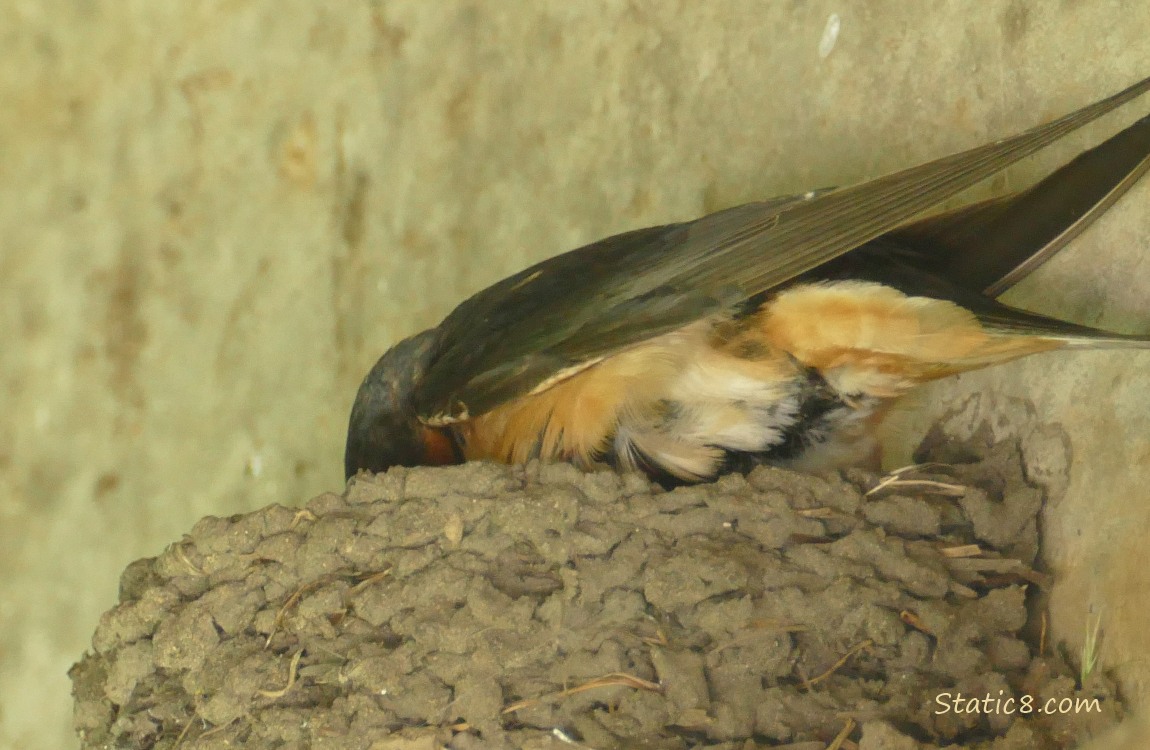 Barn Swallow standing on the edge of the nest, poking his head into the nest