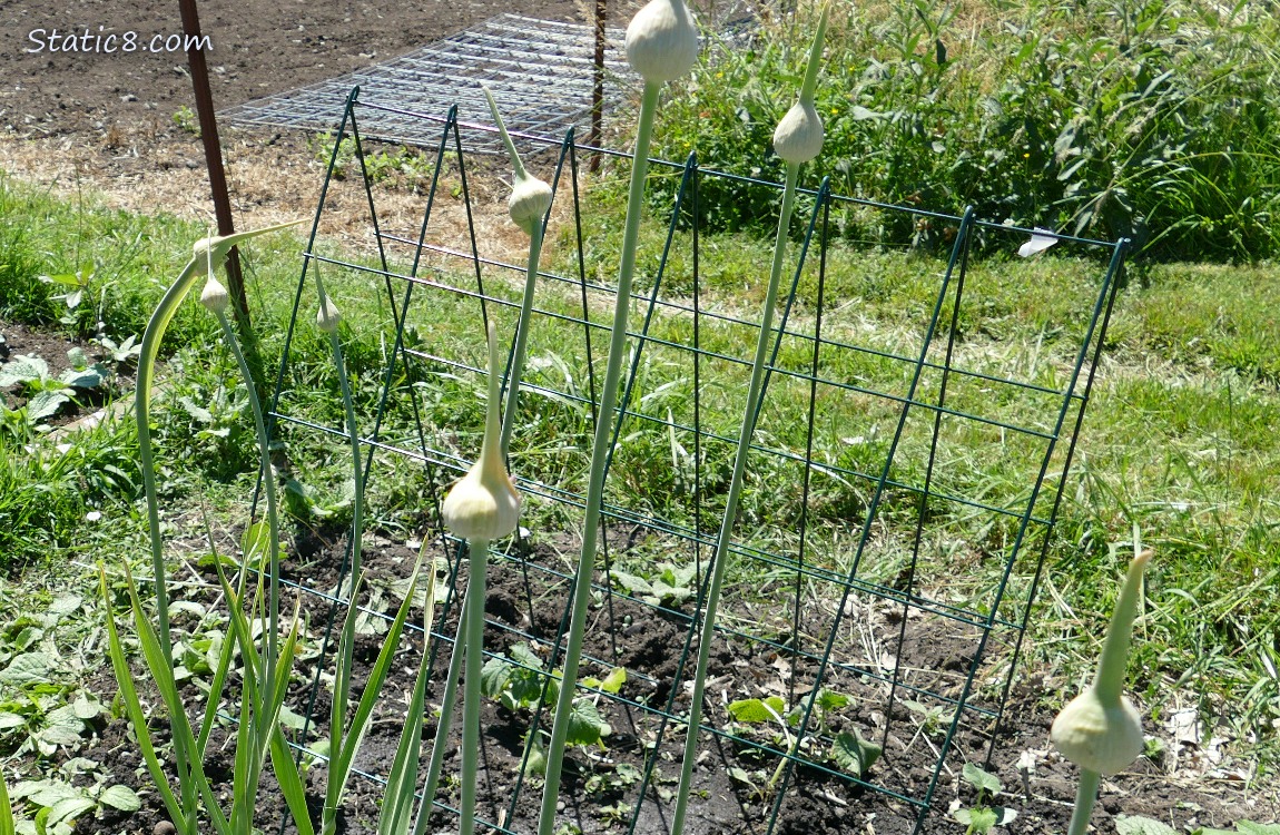 Elephant Garlics going to seed