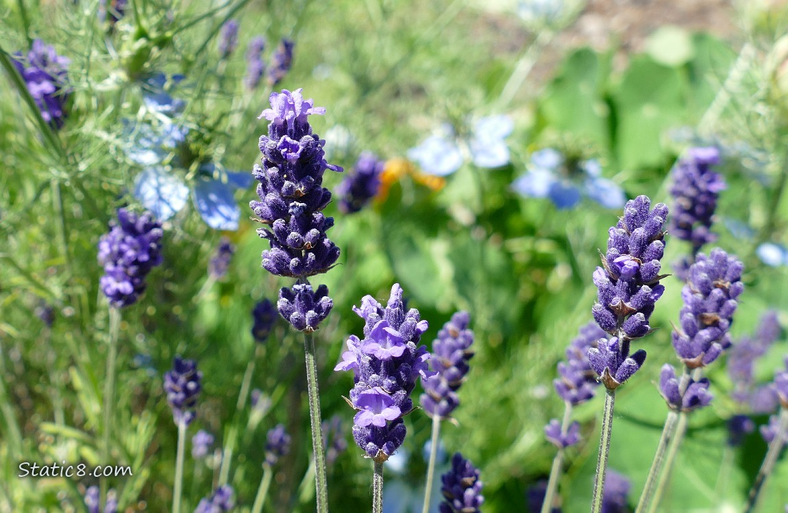 Lavender blooms