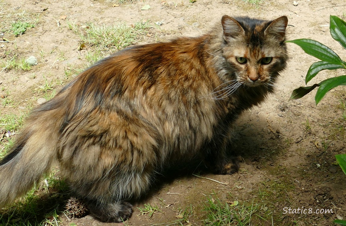 Long haired, tortishell cat