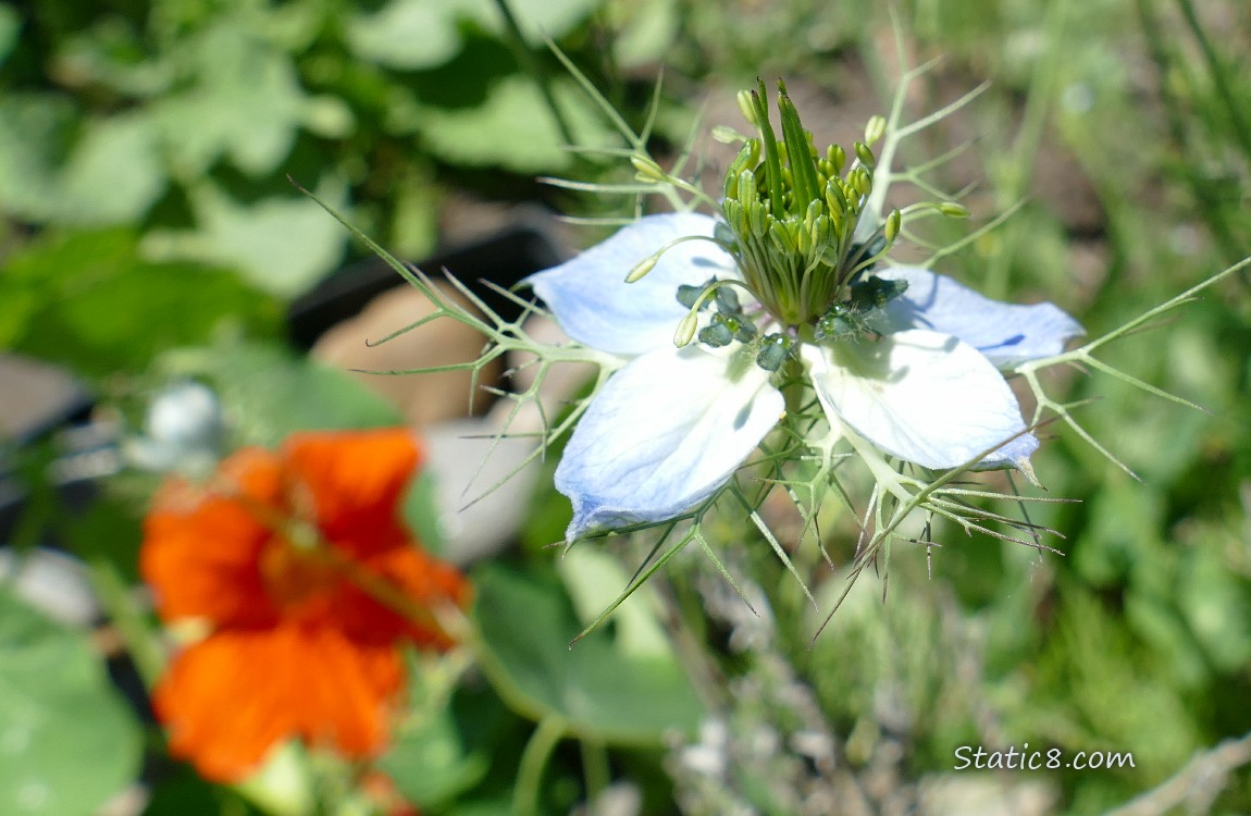 Love in a Mist