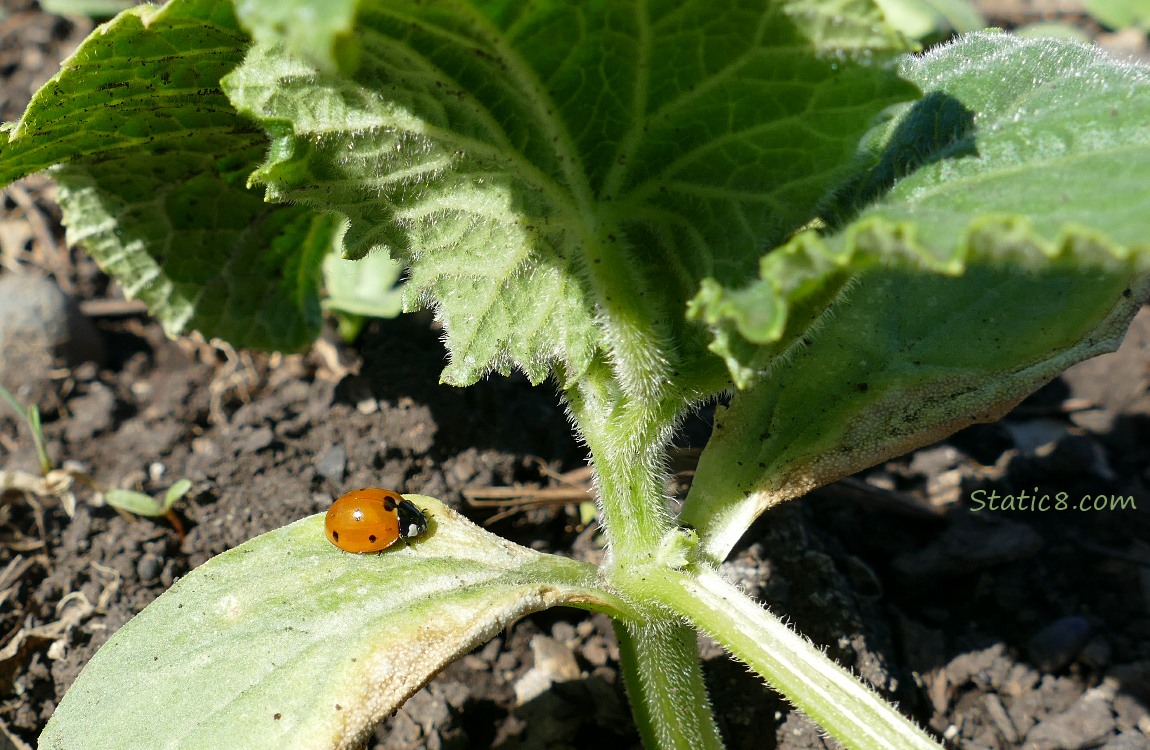 Ladybuy walking on a cucumber leaf