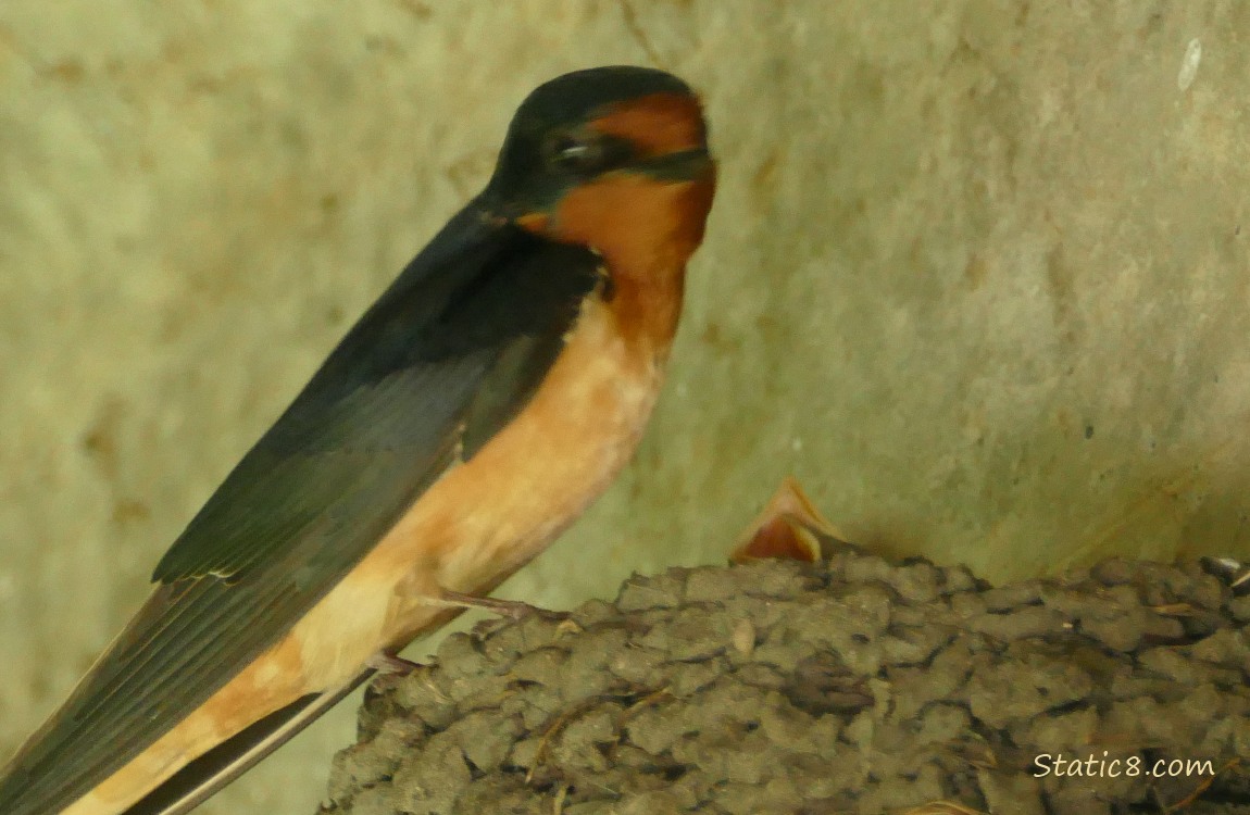 Barn Swallow standing on the edge of the nest, with babies poking their heads up