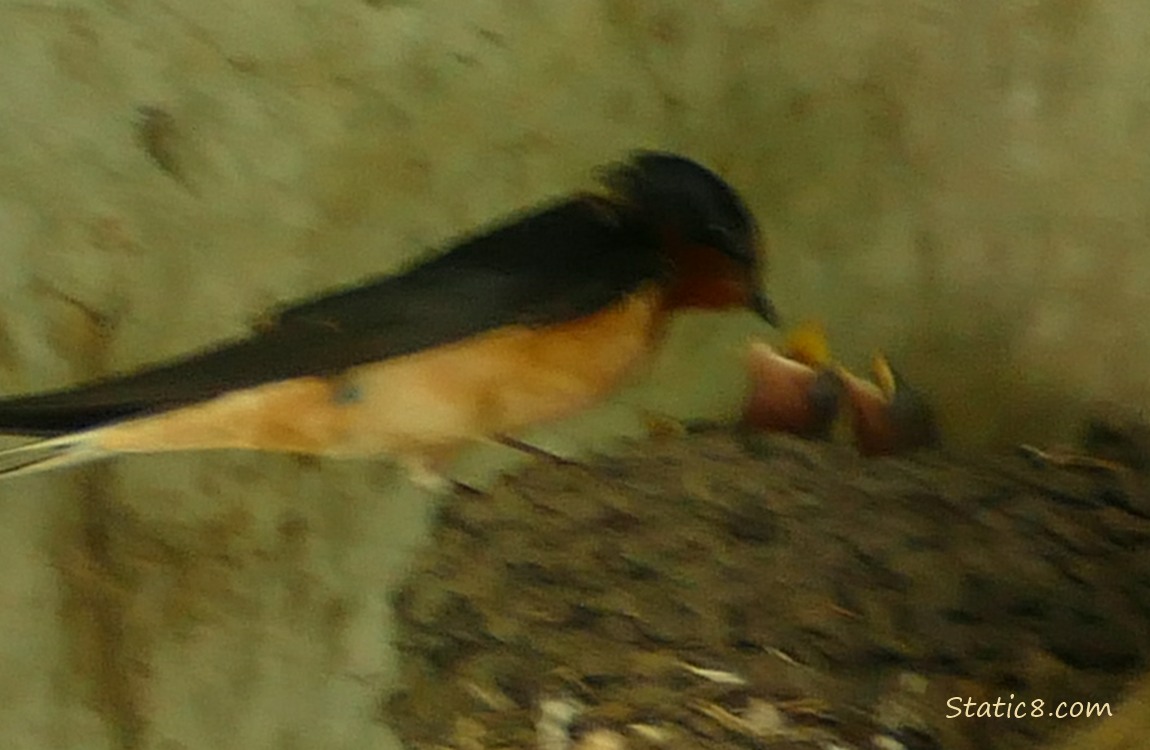 Barn Swallow standing on the edge of the nest, with babies poking their heads up