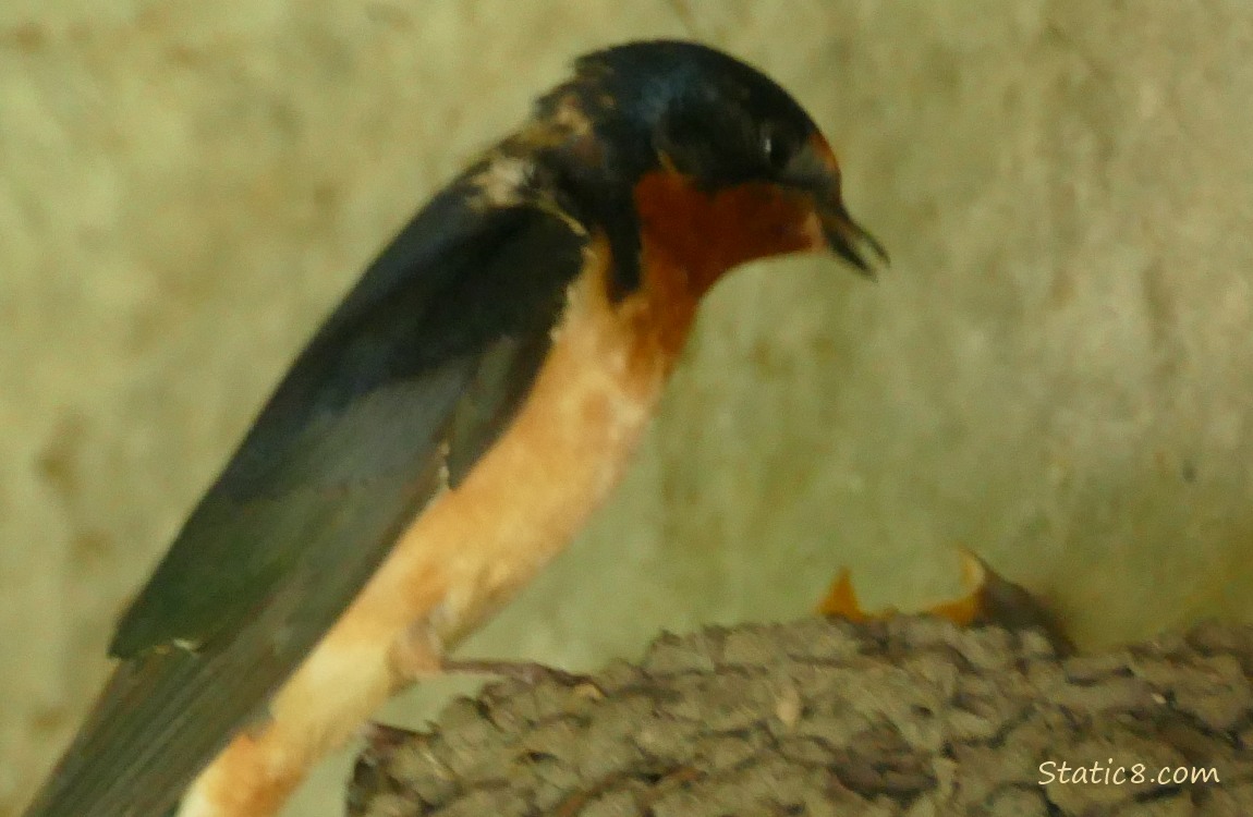 Barn Swallow standing on the edge of the nest, with babies poking their heads up