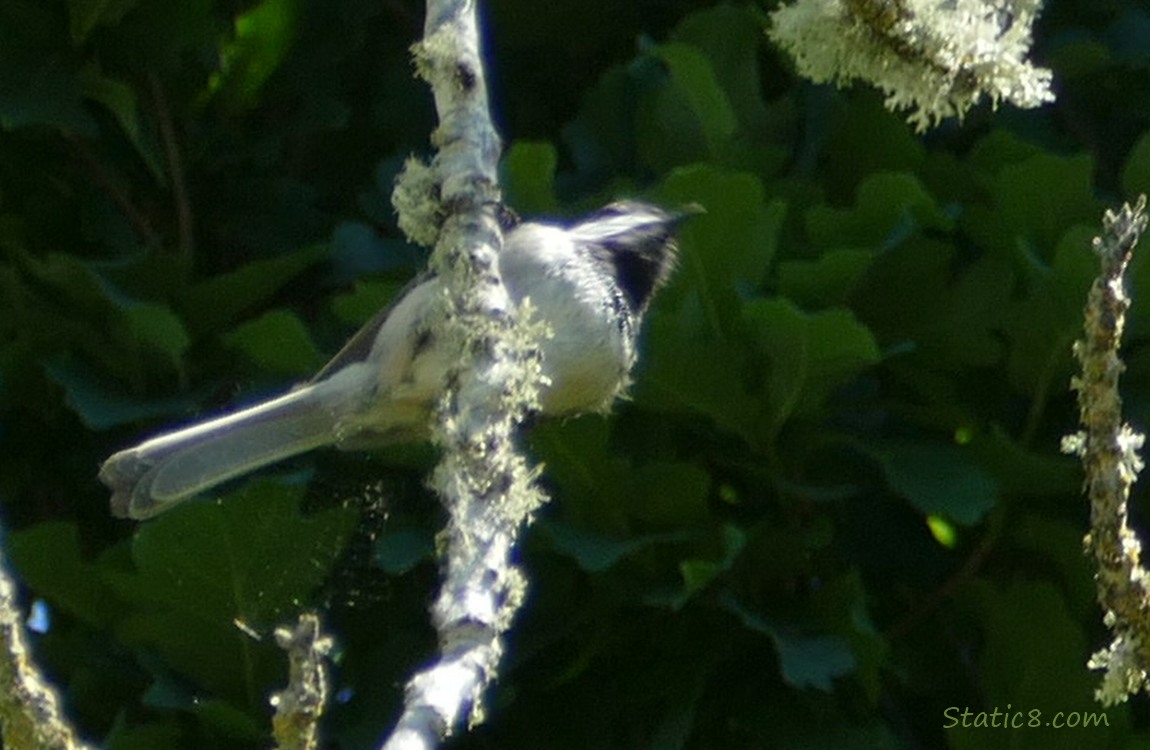 blurry underparts of a chickadee