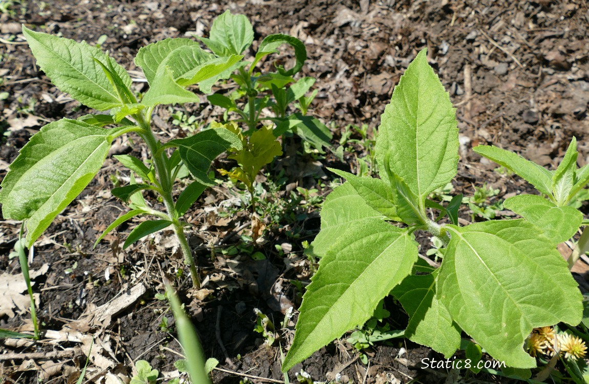 small Sunflower plants growing