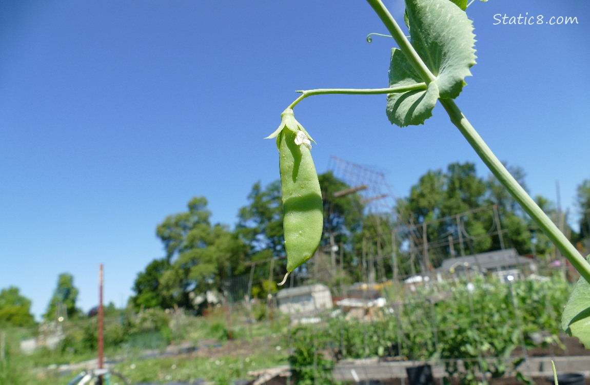 snap pea on the plant, with the blue sky