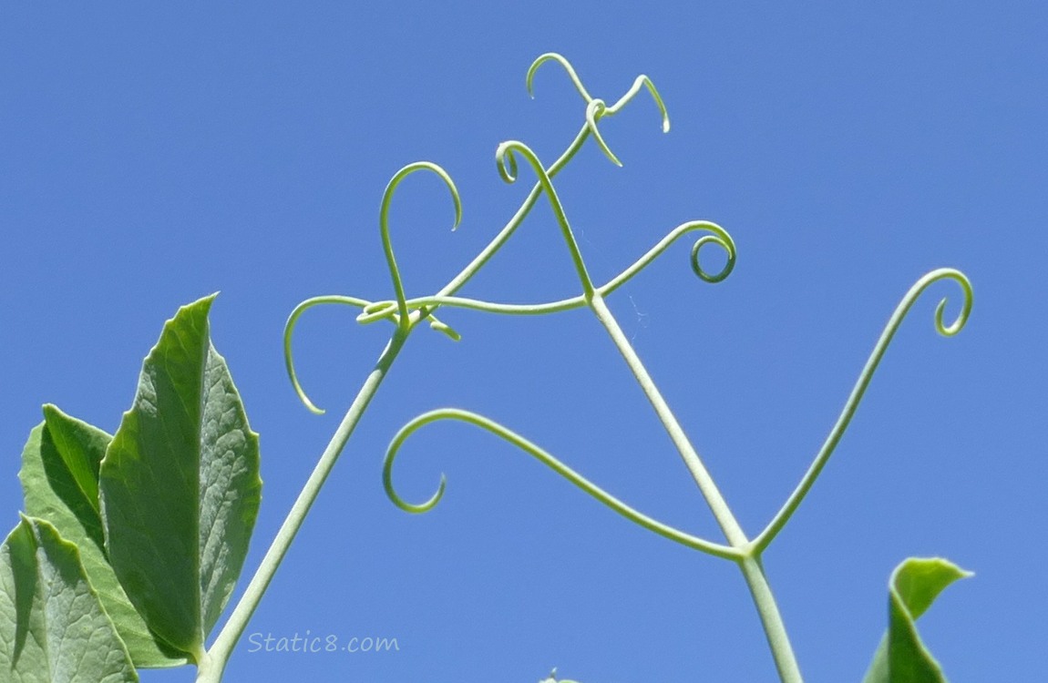 Snap Pea tendrils and the blue sky