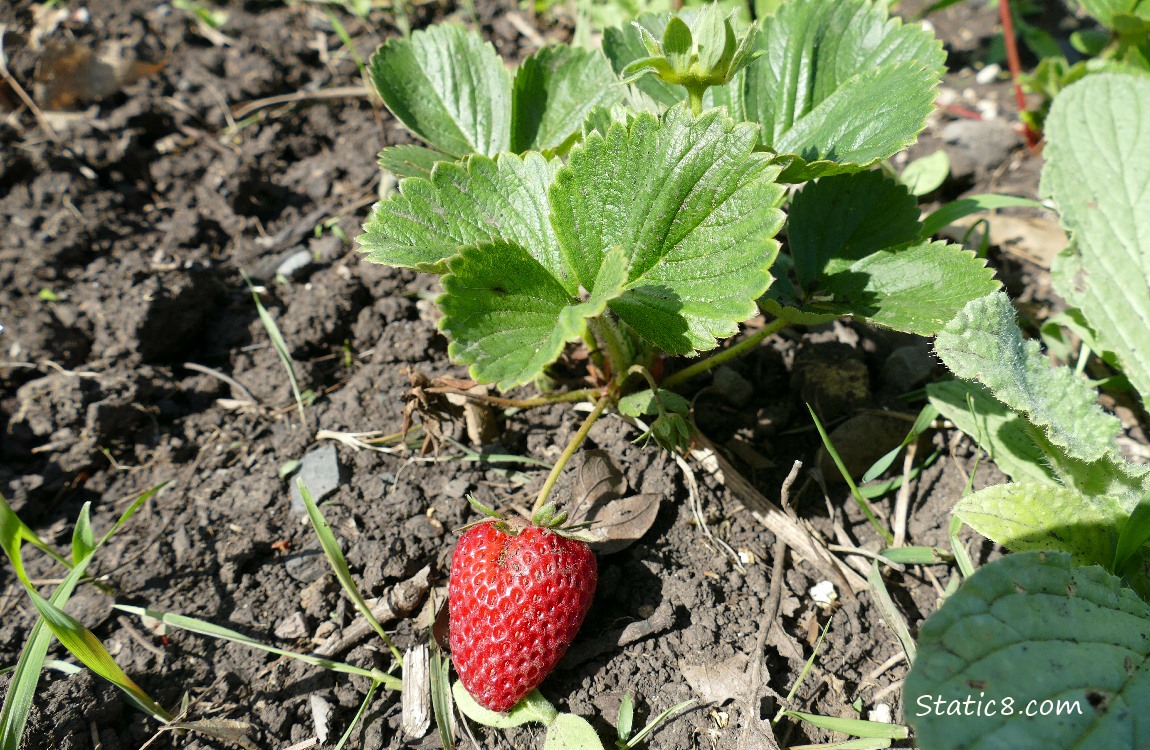 Ripe strawberry fruit hanging from the plant