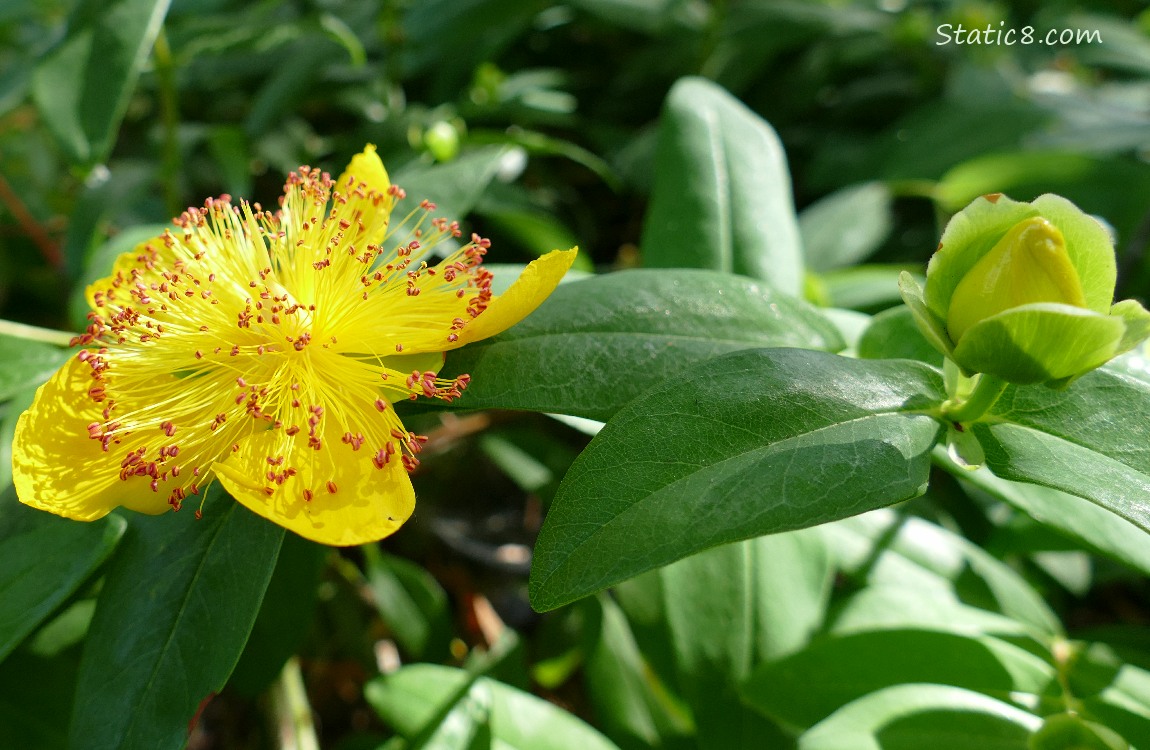 Sweet Amber blooms