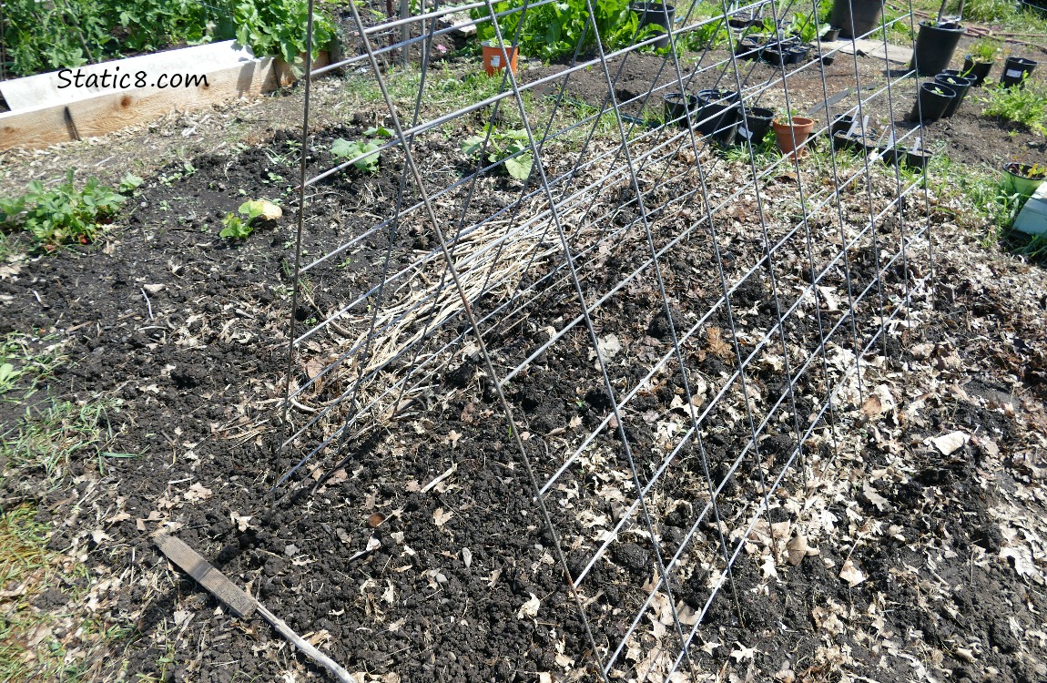 Garden plot with trellis