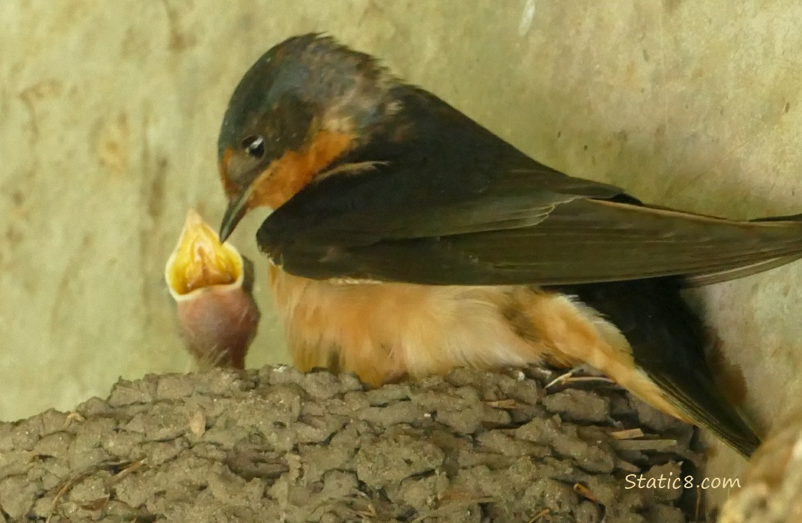 Barn Swallow standing on the edge of the nest, with a baby popping up