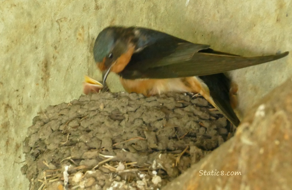 Barn Swallow standing on the edge of the nest