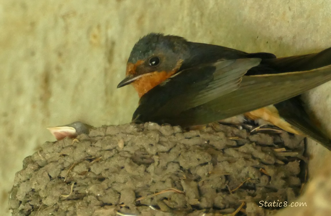 Barn Swallow standing on the edge of the nest