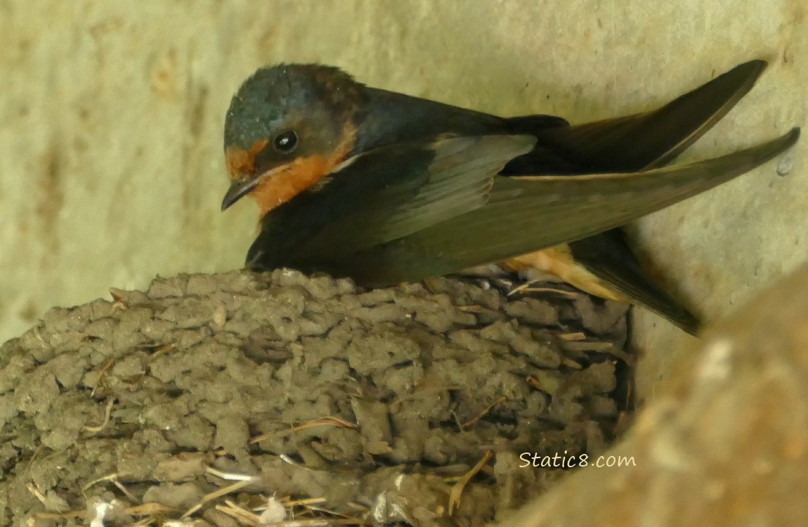 Barn Swallow standing on the edge of the nest