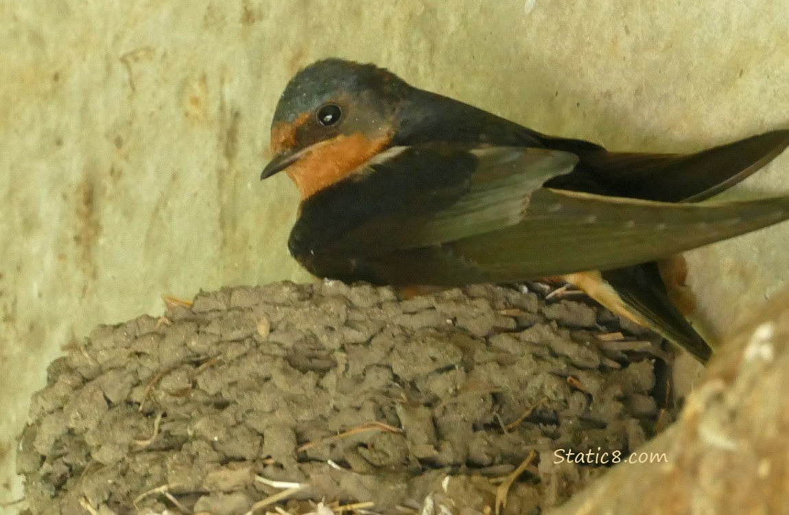 Barn Swallow stands at the edge of the nest