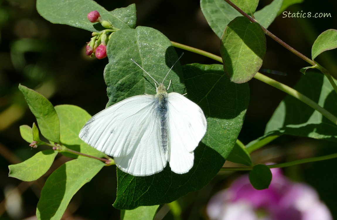 Cabbage White Butterfly