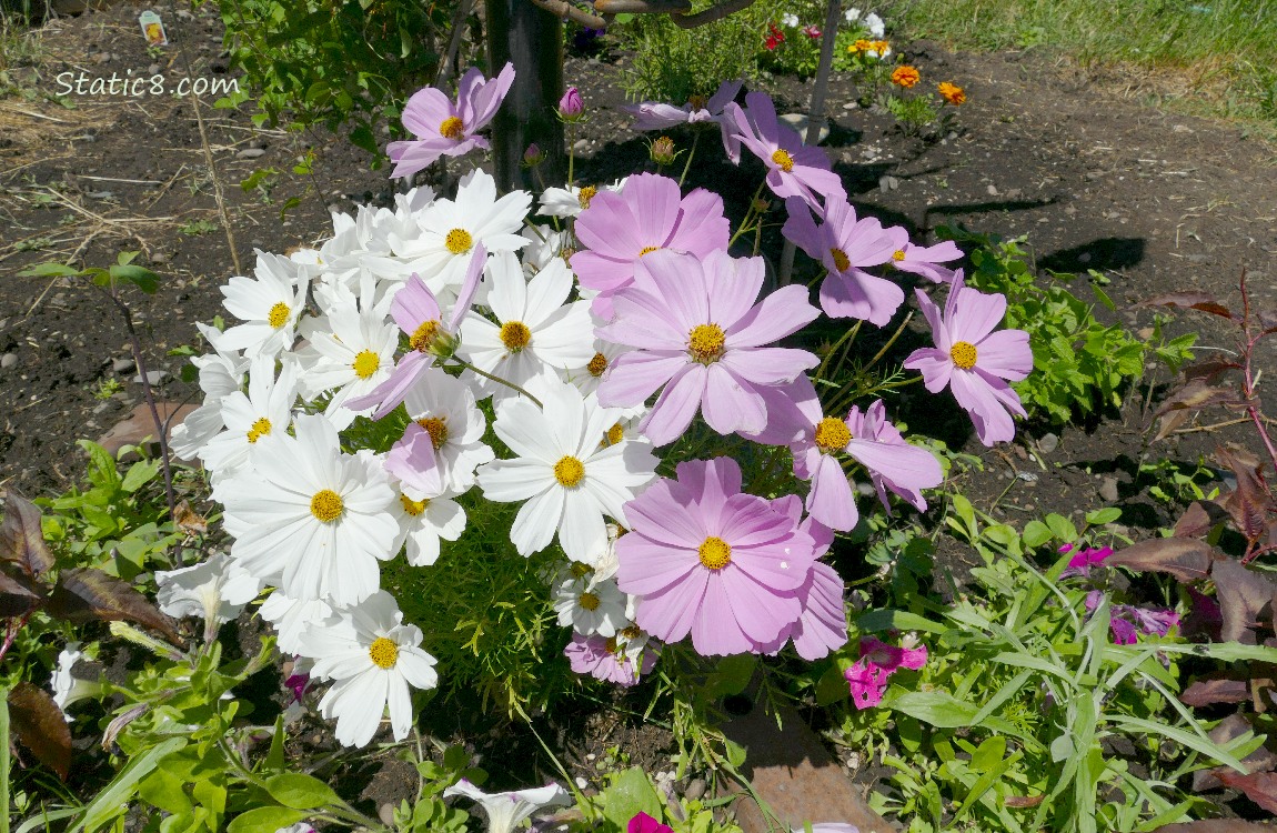 Pink and white Cosmos blooms