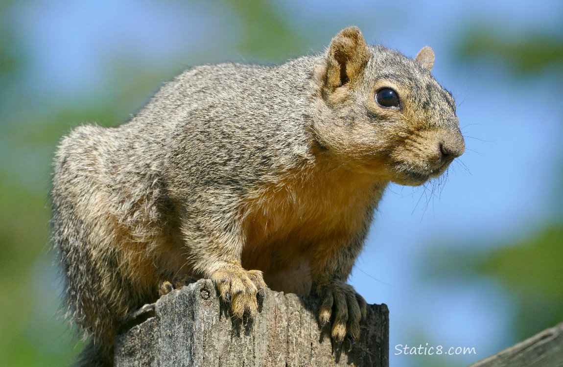 Squirrel sitting on a fence post