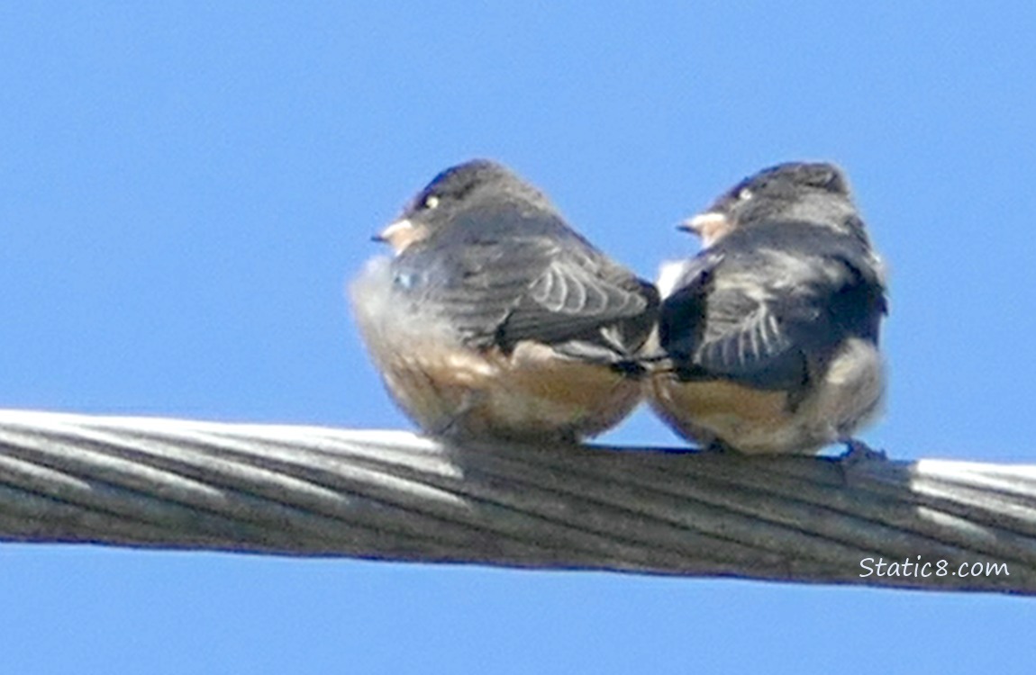 Barn Swallow fledglings up on a power line, blue sky