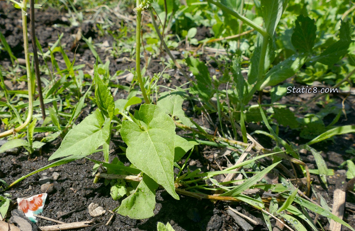 Morning Glory plant