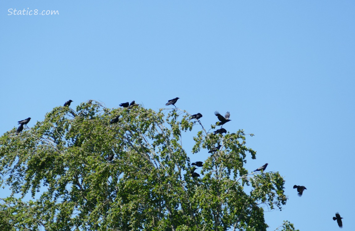 A dozen crows standing in a tree