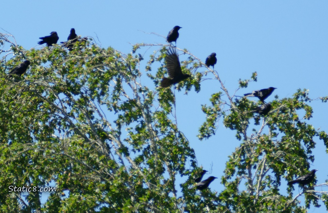 A dozen crows standing in a tree